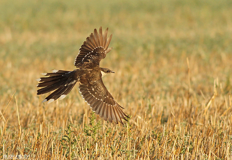Great Spotted Cuckoo Clamator glandarius  ,  the Btecha, Jordan valley ,June 2013.Lior Kislev,